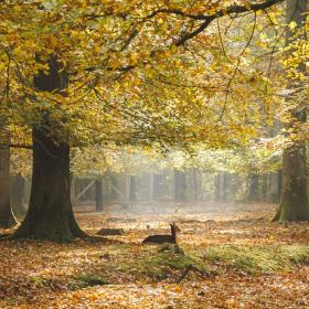 Rådyr i Fuglsang skov